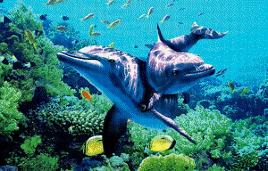 дельфины - рыбы, вода, море - предпросмотр
