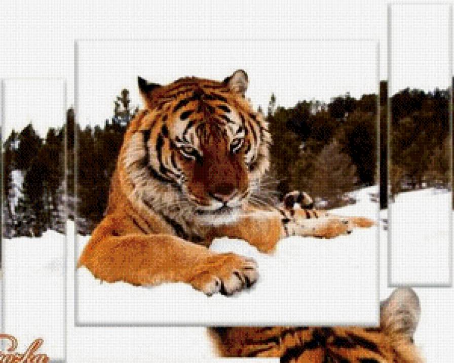 тигр - животные, триптих, тигр - предпросмотр