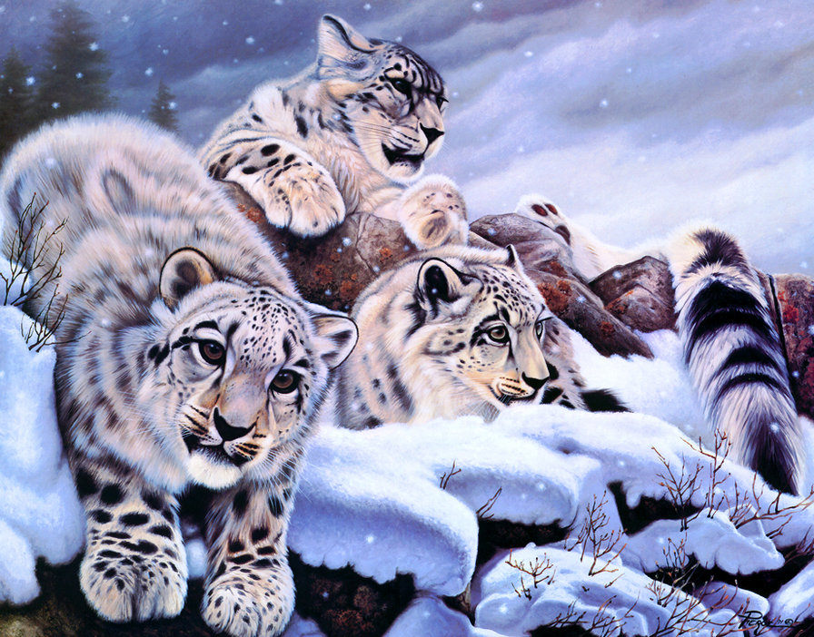 Серия "Большие кошки" - кошки, снежный барс, ирбис, животные, зима - оригинал