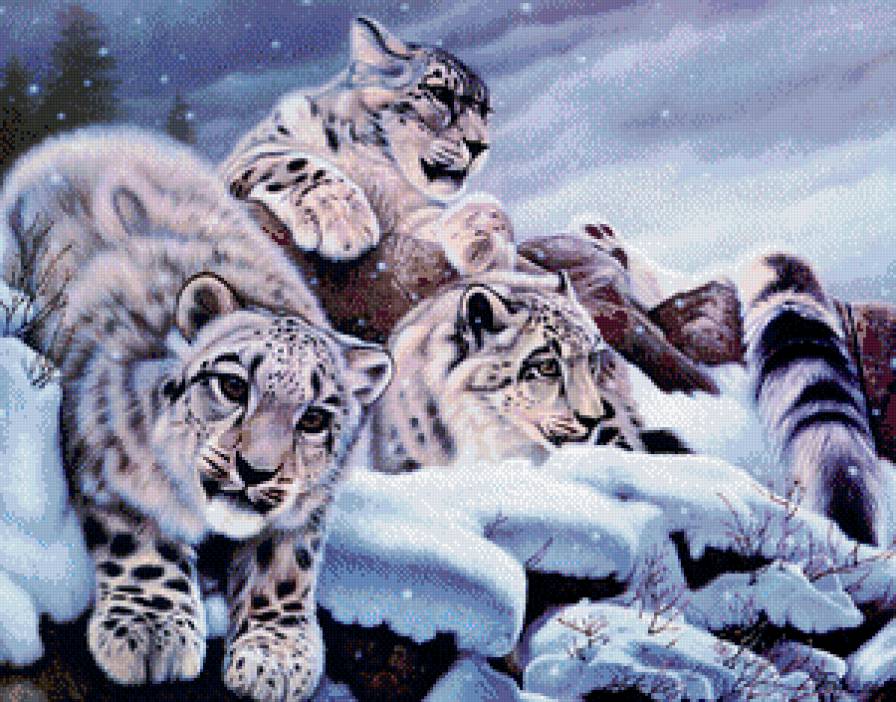 Серия "Большие кошки" - зима, животные, ирбис, снежный барс, кошки - предпросмотр