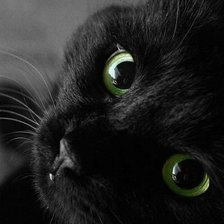 Оригинал схемы вышивки «черный кот» (№505102)