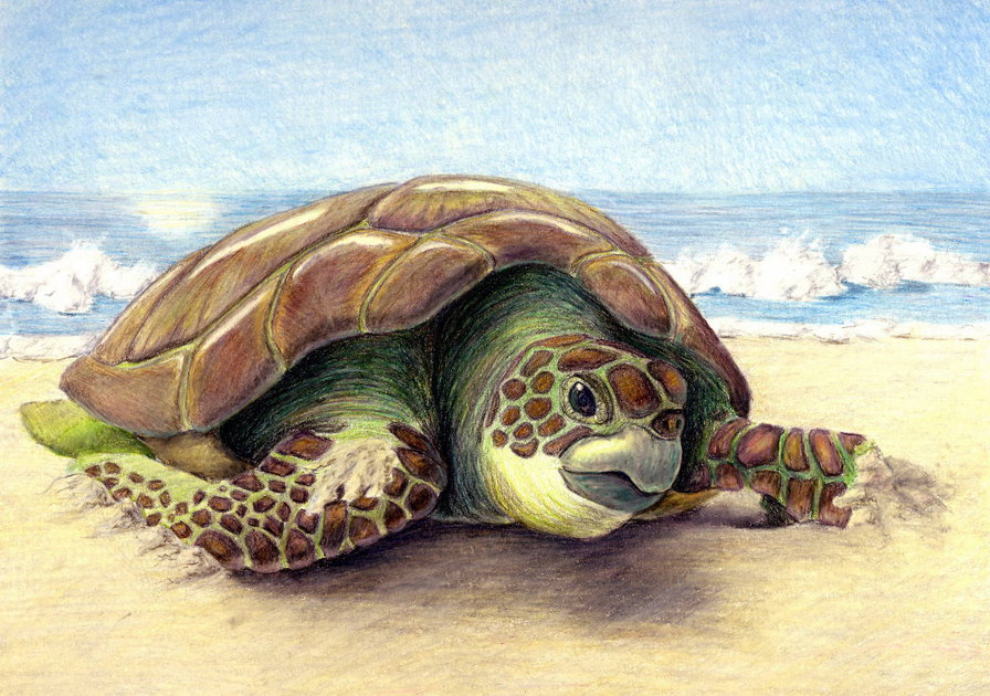 Морская черепаха - море, морская черепаха, черепаха - оригинал