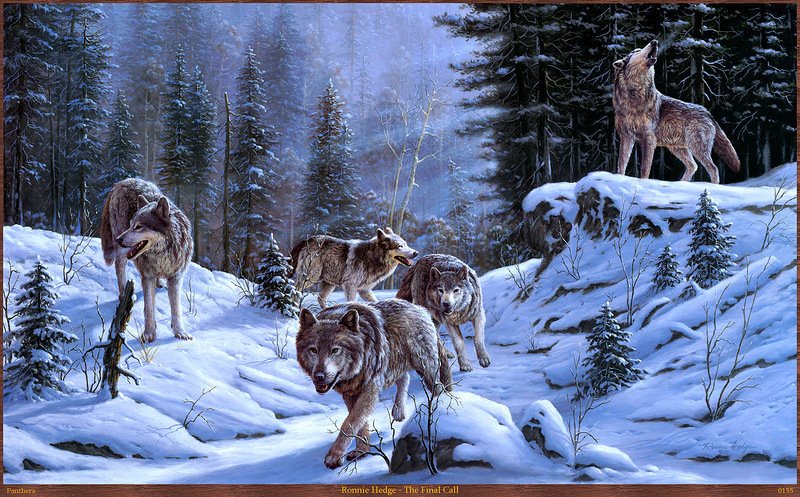 Серия "Волки" - зима, волки, снег, пейзаж, животные - оригинал