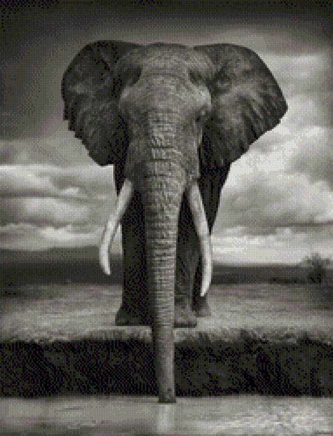 Великан - животные, африка, слон, природа, черно-белое фото - предпросмотр