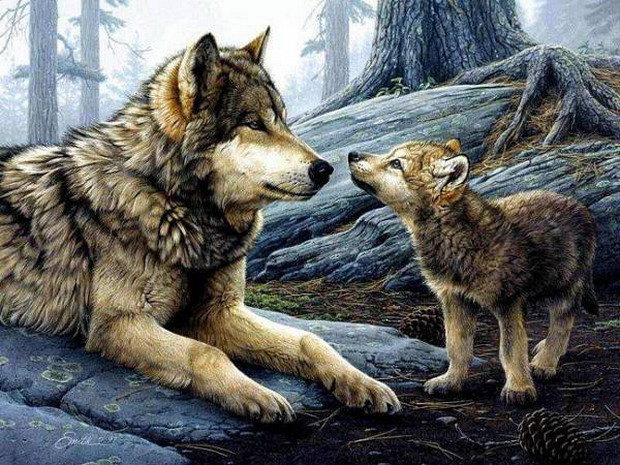 волчица и волчонок - лес, хищники, волчонок, скалы, волки, животные, мать и дитя - оригинал