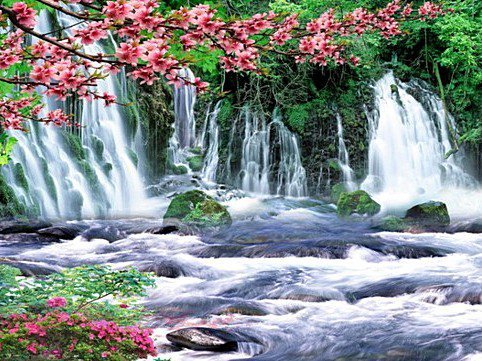 Водопад - япония, водопад, пейзаж, сакура - оригинал
