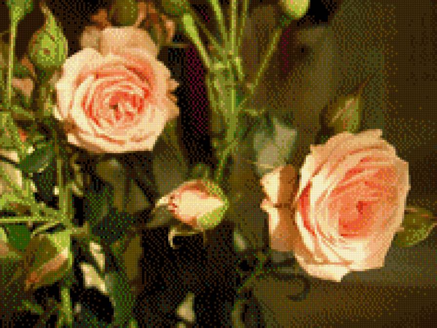 Абрикосовые розы - пеплые тона, цветы, розы - предпросмотр