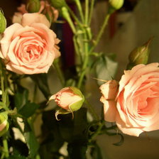 Абрикосовые розы