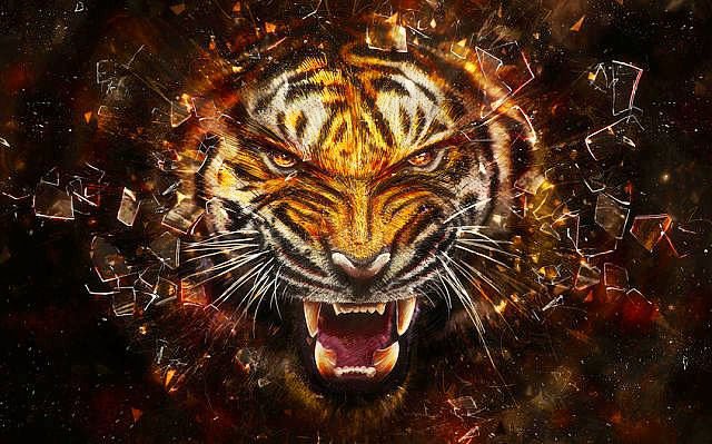 тигруля - звери, тигр, животные - оригинал