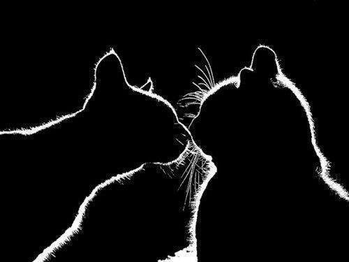 поцелуй кошек - любовь, монохром, кот, черно-белое, поцелуй - оригинал