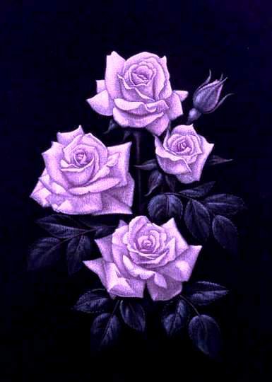 №506422 - розы, цветы, на черном - оригинал