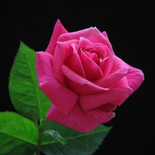Оригинал схемы вышивки «Розовая роза» (№507036)