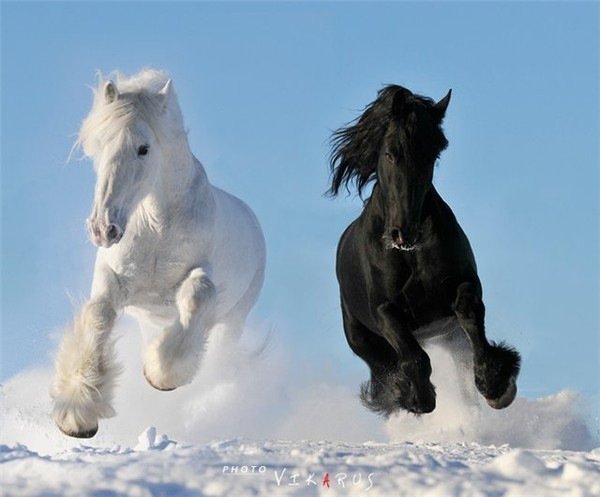 Лошади - конь, галоп, черное, лошадь, белое - оригинал