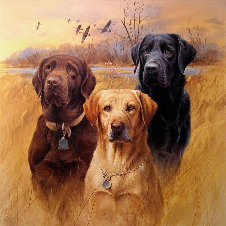 3 лабрадора - собаки - оригинал