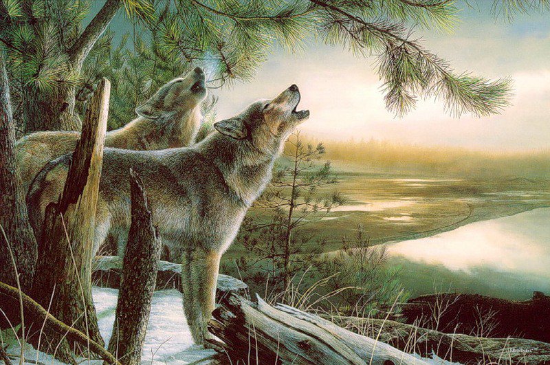 Серия "Волки" - снег, пейзаж, животные, зима, волки - оригинал