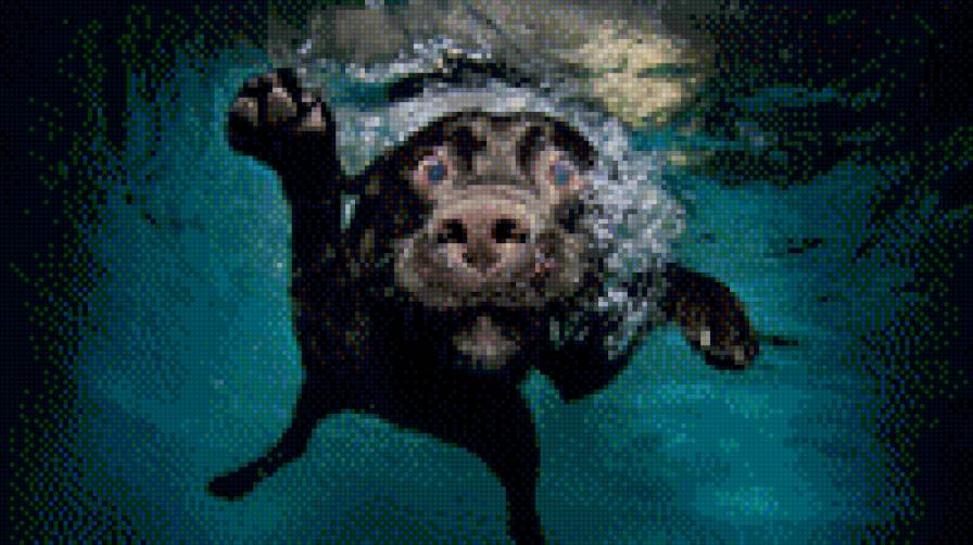 Собачка) - под водой, животные, собака - предпросмотр