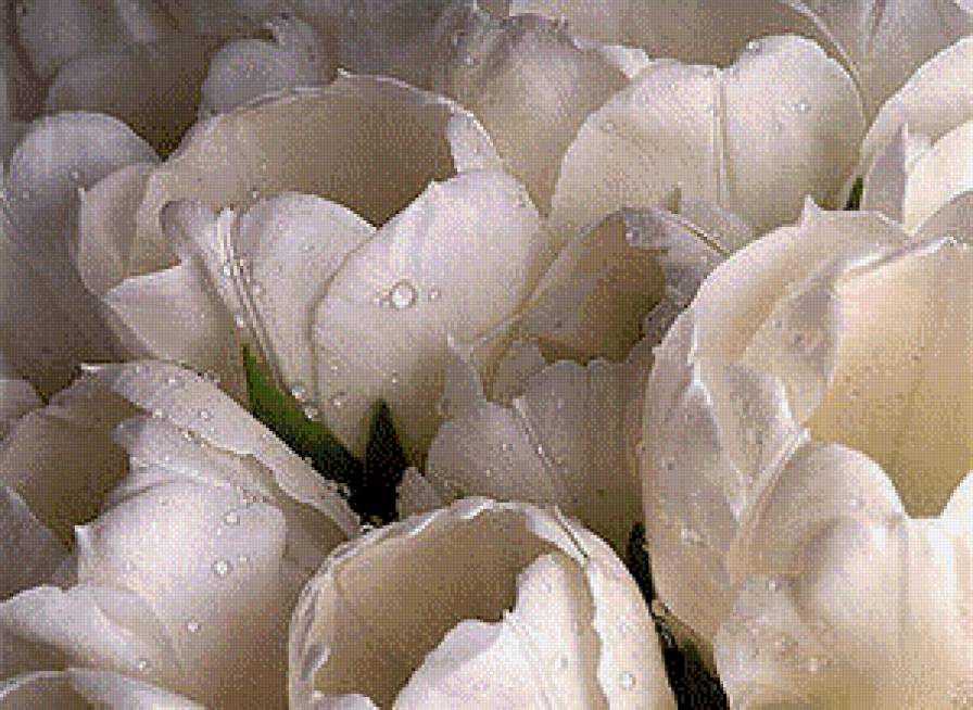 Белые тюльпаны - тюльпаны, тюльпан - предпросмотр