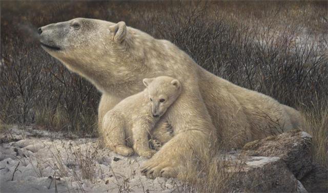 белые медведи - медведица, осень, животные, мать, медведи - оригинал