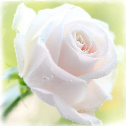 белорозовая роза - цветы, нежность, роза - оригинал