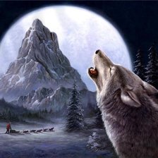 волк аляска