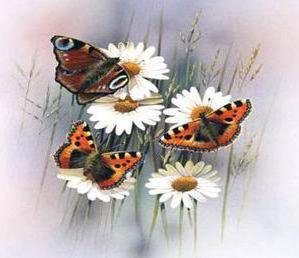 Ромашки и бабочки - бабочки, ромашки - оригинал