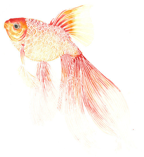 Золотая рыбка - рыбка - оригинал