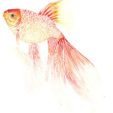 Оригинал схемы вышивки «Золотая рыбка» (№508716)