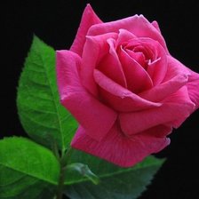 Оригинал схемы вышивки «розовая роза» (№508772)