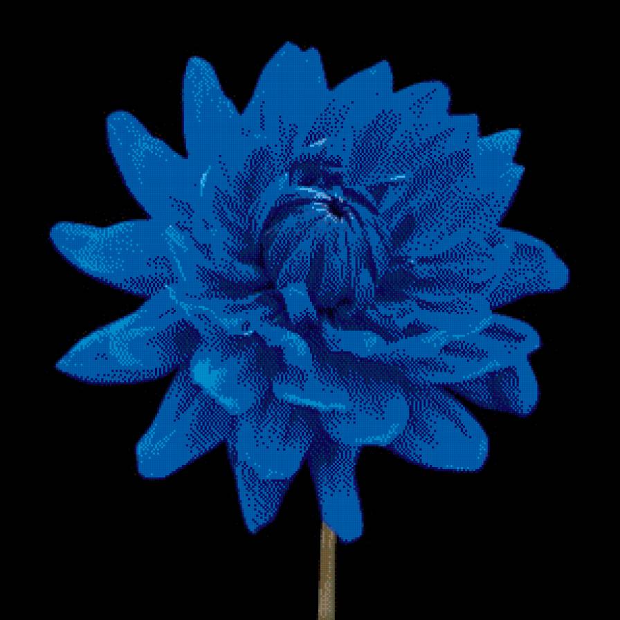 голубой георгин - красота, цветы - предпросмотр