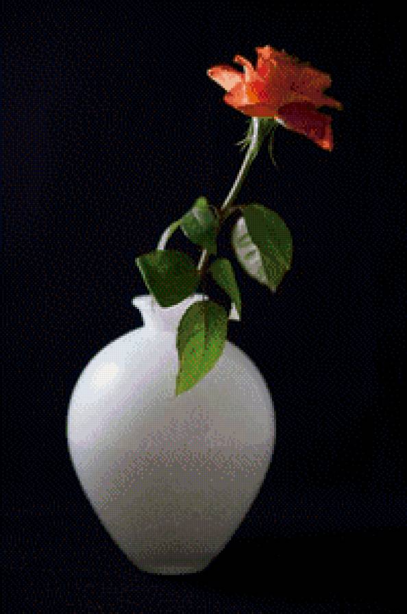 роза в вазе - красота, цветы - предпросмотр