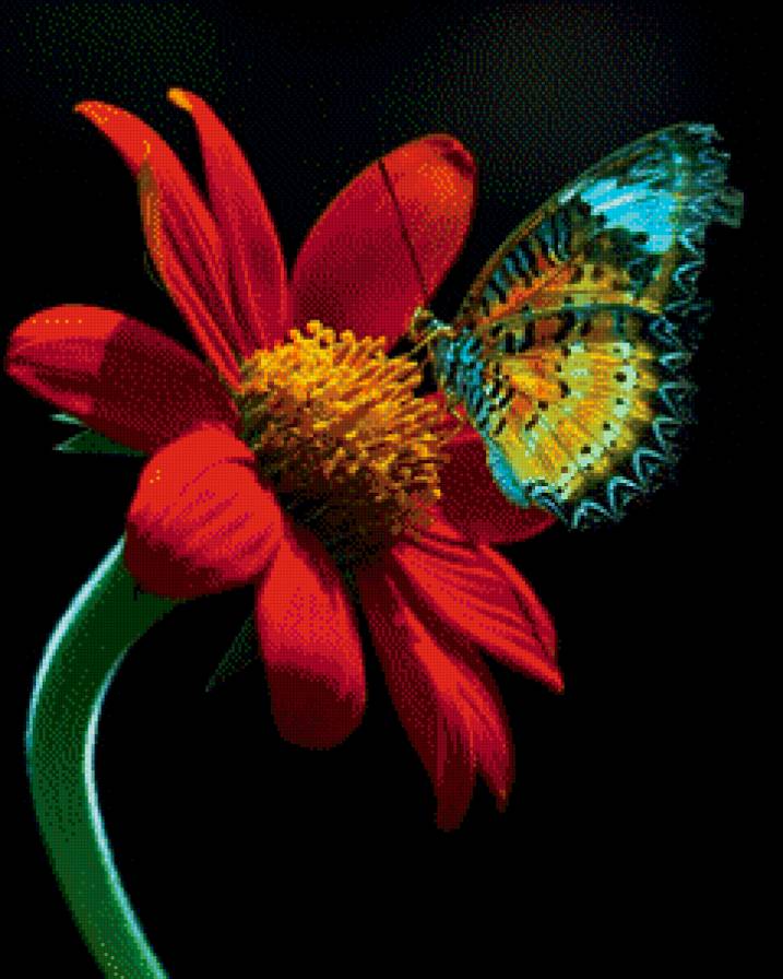 Бабочка на цветке - цветы, бабочка - предпросмотр