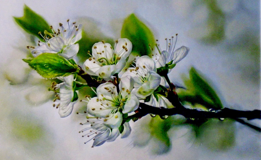 яблоневый цвет - живопись, весна, ветка, цветы - оригинал