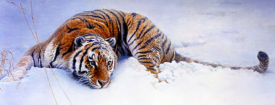 в снегу - хищник, живопись, тигр, зима - оригинал