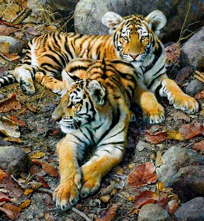 тигрята - тигр, живопись, хищник, природа, камень, листья, осень, пара - оригинал