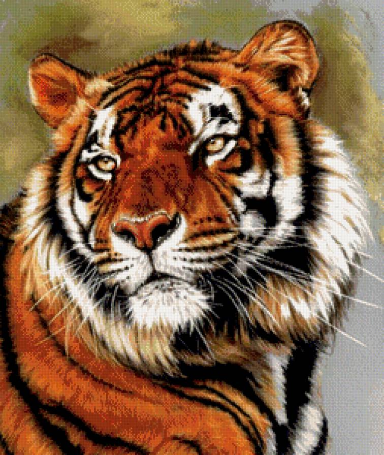 тигр - взгляд, портрет, хищник, живопись - предпросмотр