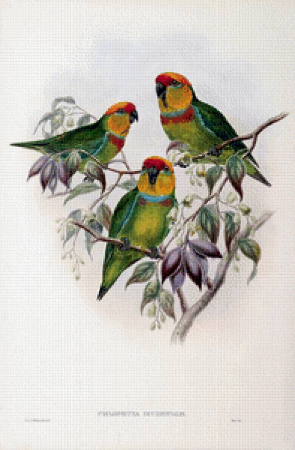 Серия "Птички-невелички" - попугаи, птицы - предпросмотр