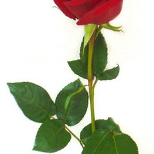 Оригинал схемы вышивки «Одинокая роза» (№509347)