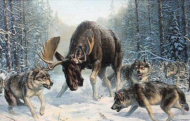 встреча в лесу - лес, снег, лось, зима, животные, волки, встреча.звери, охота - оригинал