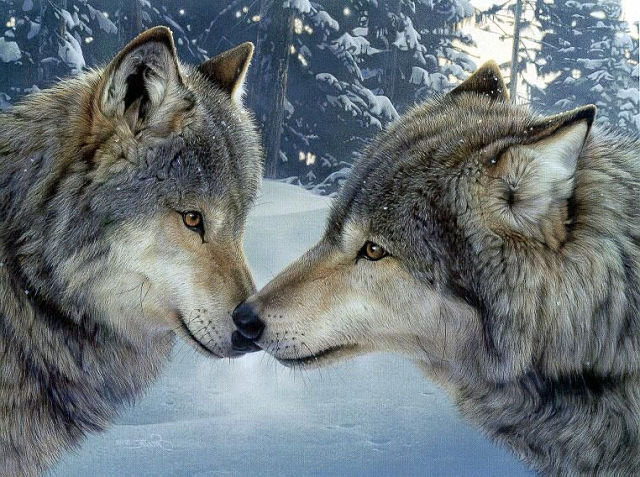Влюбленные волки - поцелуй, волки, любовь - оригинал