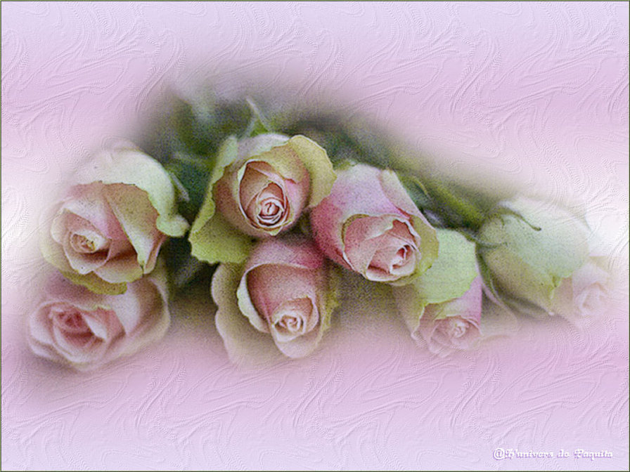Розовые розы 2 - букет, розы, цветы - оригинал