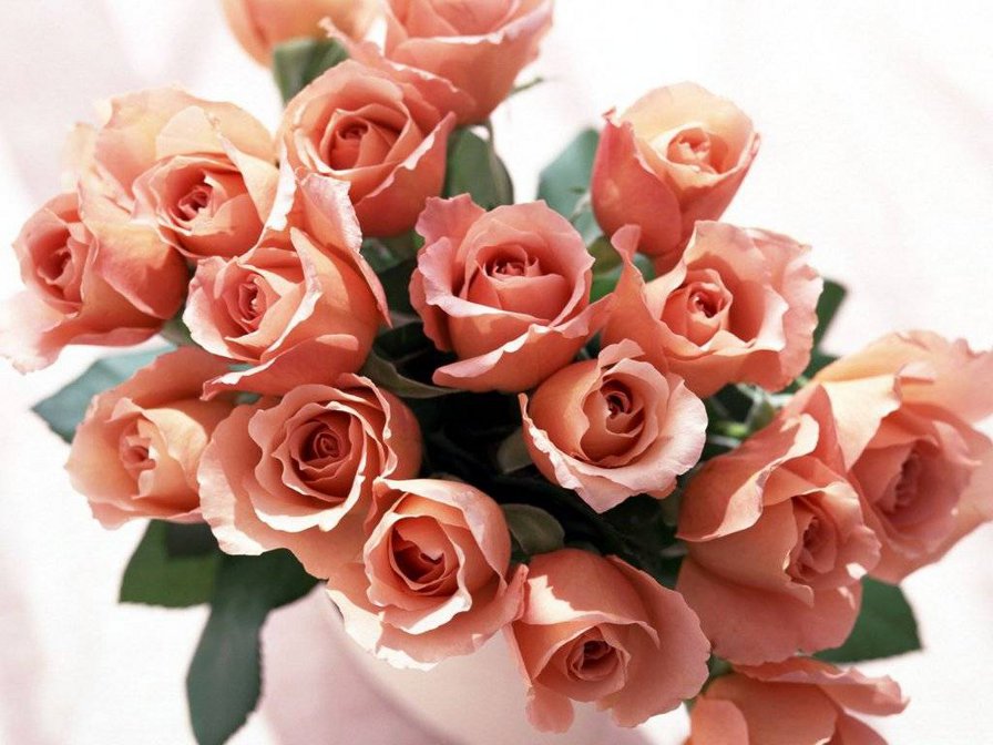 Букет красных роз - розы, букет, цветы - оригинал