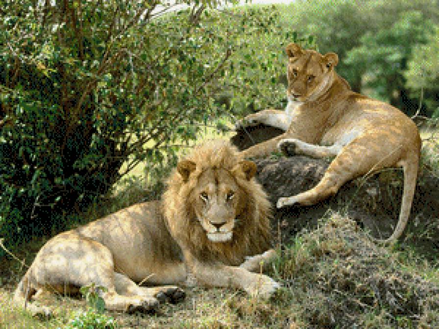 львы - животные - предпросмотр