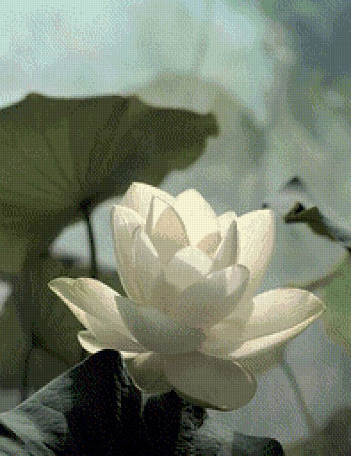 Белый лотос - цветы, лотос - предпросмотр