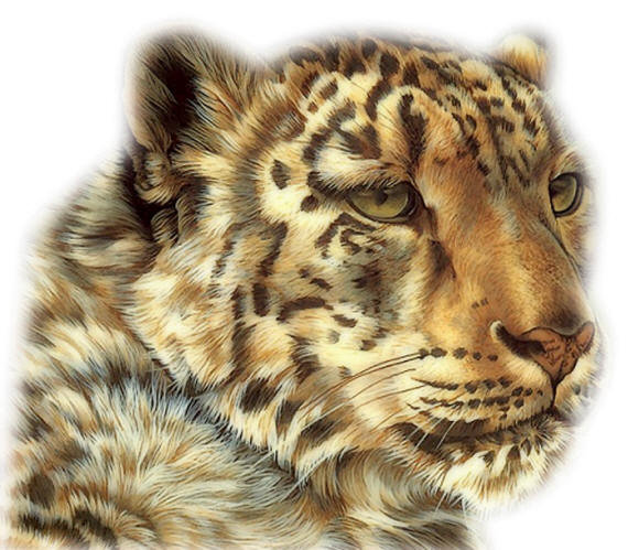 леопард портрет - оригинал