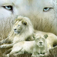 Схема вышивки «белые львы»