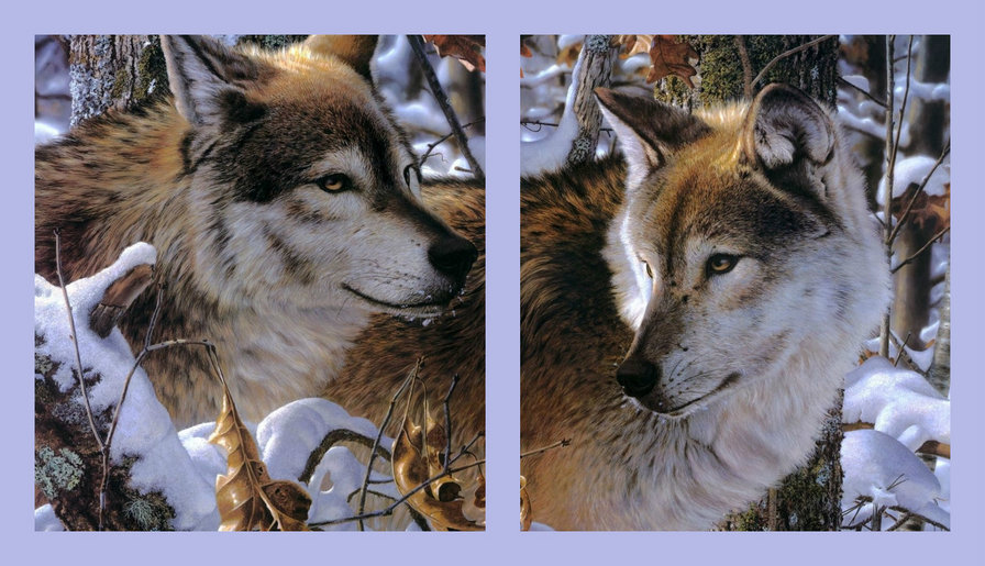 Волки диптих общий вид - волки, диптих - оригинал