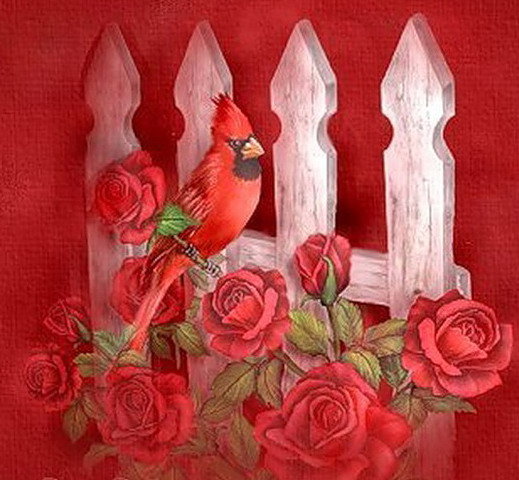 птички( подборка) - розы, птицы, заборчик, цветы, красное - оригинал