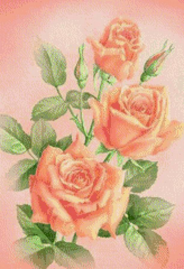 алые розы - цветы, букет, розы, красиво - предпросмотр