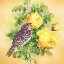 Оригинал схемы вышивки «птичка на розе» (№511745)