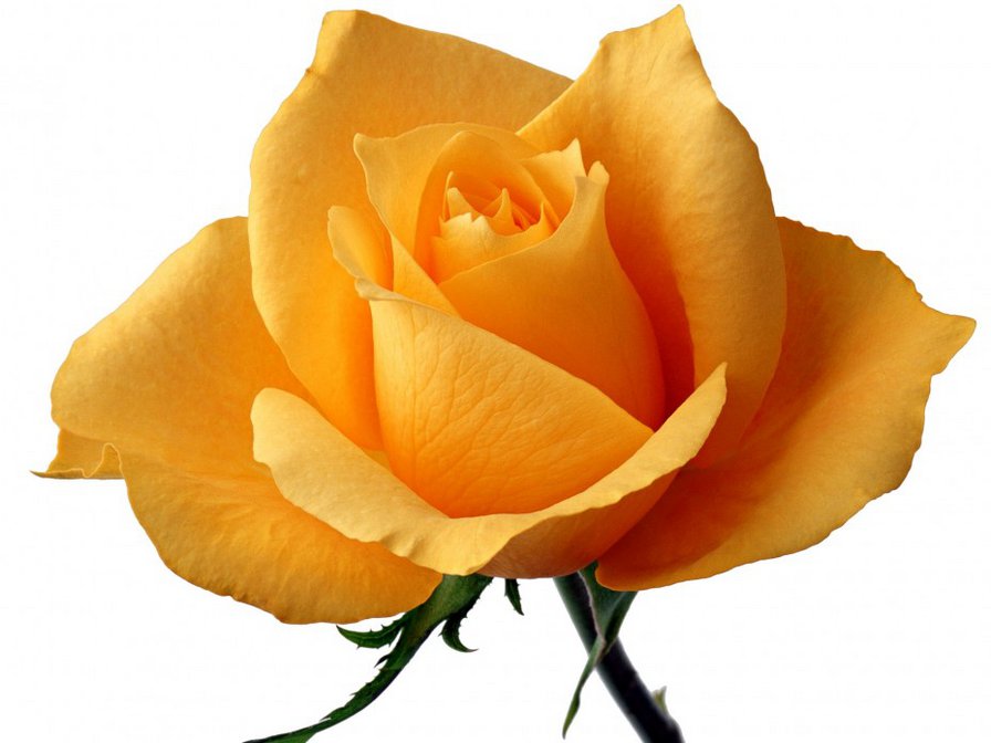 желтая роза - роза, цветы - оригинал